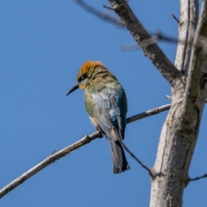 Merops ornatus at Coree, ACT - 17 Jan 2021