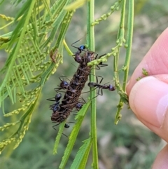 Jalmenus ictinus (Stencilled Hairstreak) at Red Hill Nature Reserve - 17 Jan 2021 by JackyF