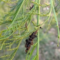 Jalmenus ictinus at Deakin, ACT - 18 Jan 2021