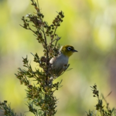 Zosterops lateralis (Silvereye) at Stromlo, ACT - 16 Jan 2021 by trevsci