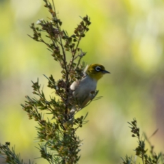 Zosterops lateralis (Silvereye) at Stromlo, ACT - 17 Jan 2021 by trevsci
