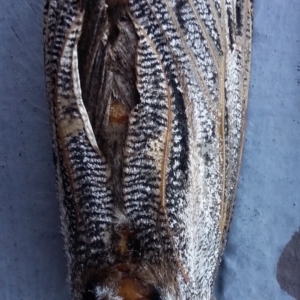 Endoxyla lituratus at Farrer, ACT - 15 Jan 2021