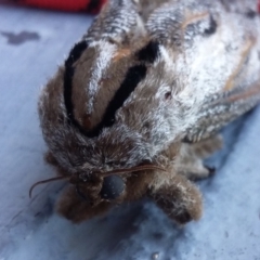 Endoxyla lituratus at Farrer, ACT - 15 Jan 2021