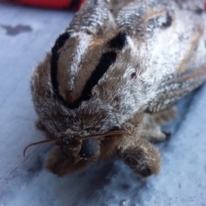 Endoxyla lituratus at Farrer, ACT - 15 Jan 2021