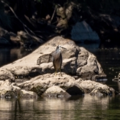 Egretta novaehollandiae (White-faced Heron) at Woodstock Nature Reserve - 17 Jan 2021 by trevsci