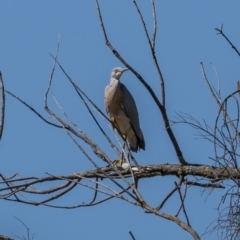 Egretta novaehollandiae (White-faced Heron) at Coree, ACT - 17 Jan 2021 by trevsci