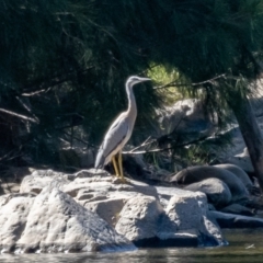 Egretta novaehollandiae at Coree, ACT - 17 Jan 2021