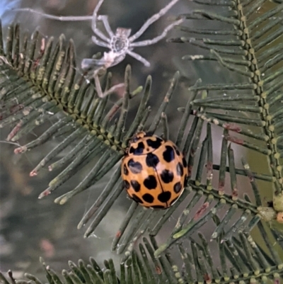 Harmonia conformis (Common Spotted Ladybird) at Red Hill Nature Reserve - 17 Jan 2021 by JackyF