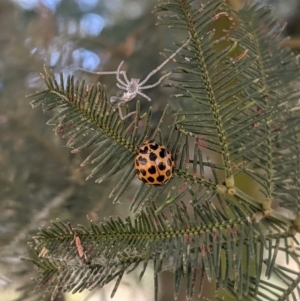 Harmonia conformis at Deakin, ACT - 18 Jan 2021