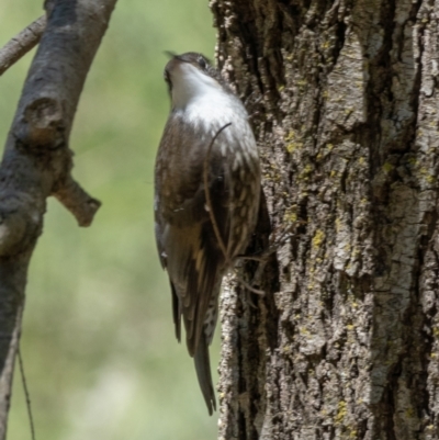 Cormobates leucophaea (White-throated Treecreeper) at Coree, ACT - 17 Jan 2021 by trevsci