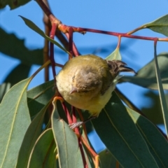 Smicrornis brevirostris (Weebill) at Stromlo, ACT - 17 Jan 2021 by trevsci