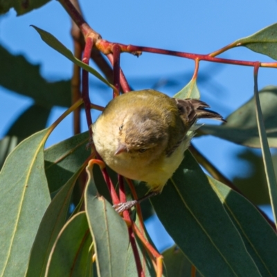 Smicrornis brevirostris (Weebill) at Stromlo, ACT - 17 Jan 2021 by trevsci