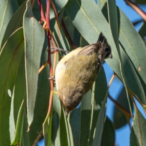 Smicrornis brevirostris at Stromlo, ACT - 17 Jan 2021