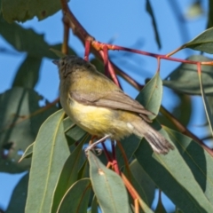 Smicrornis brevirostris at Stromlo, ACT - 17 Jan 2021 08:58 AM