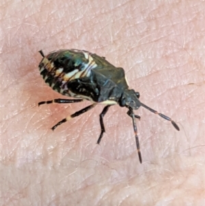 Pentatomidae (family) at Deakin, ACT - 18 Jan 2021