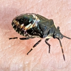 Pentatomidae (family) at Deakin, ACT - 18 Jan 2021 10:24 AM