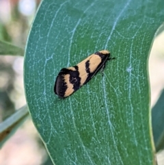 Olbonoma triptycha (Chezela Group) at Red Hill to Yarralumla Creek - 17 Jan 2021 by JackyF