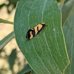 Olbonoma triptycha at Hughes, ACT - 18 Jan 2021