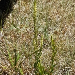 Reseda luteola (Weld) at Harrison, ACT - 18 Jan 2021 by tpreston