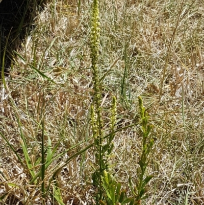 Reseda luteola (Weld) at Harrison, ACT - 18 Jan 2021 by trevorpreston