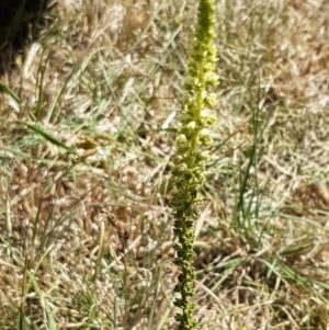 Reseda luteola at Harrison, ACT - 18 Jan 2021 11:55 AM