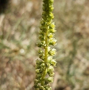 Reseda luteola at Harrison, ACT - 18 Jan 2021 11:55 AM