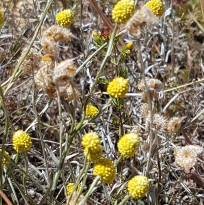 Calocephalus citreus (Lemon Beauty Heads) at Budjan Galindji (Franklin Grassland) Reserve - 18 Jan 2021 by trevorpreston