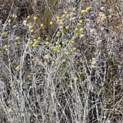 Calocephalus citreus at Franklin, ACT - 18 Jan 2021