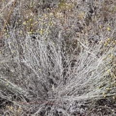 Calocephalus citreus at Franklin, ACT - 18 Jan 2021