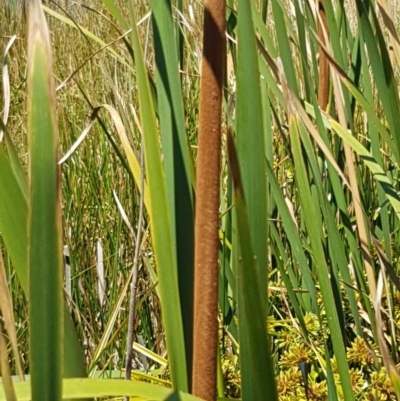 Typha domingensis (Bullrush) at Franklin, ACT - 18 Jan 2021 by trevorpreston