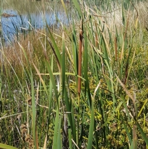 Typha domingensis at Franklin, ACT - 18 Jan 2021 11:40 AM