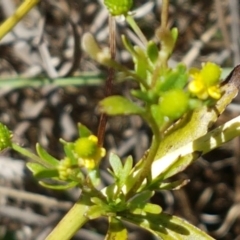 Ranunculus sceleratus subsp. sceleratus (Celery-leaved Buttercup, Celery Buttercup) at Franklin Grassland Reserve - 18 Jan 2021 by tpreston