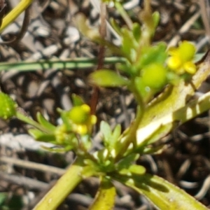 Ranunculus sceleratus subsp. sceleratus at Harrison, ACT - 18 Jan 2021