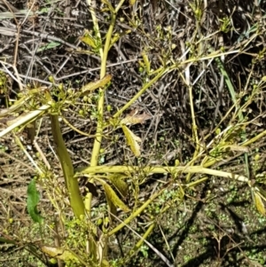 Ranunculus sceleratus subsp. sceleratus at Harrison, ACT - 18 Jan 2021