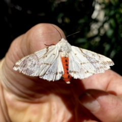 Ardices canescens (Dark-spotted Tiger Moth) at QPRC LGA - 17 Jan 2021 by Wandiyali