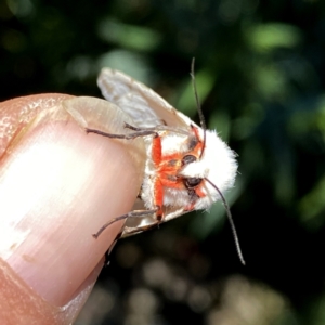 Ardices canescens at Googong, NSW - 17 Jan 2021 11:37 PM