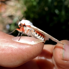 Ardices canescens at Googong, NSW - 17 Jan 2021 11:37 PM