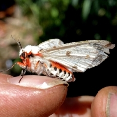 Ardices canescens at Googong, NSW - 17 Jan 2021 11:37 PM