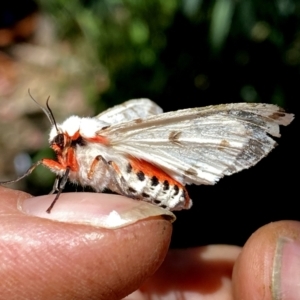 Ardices canescens at Googong, NSW - 17 Jan 2021