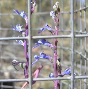 Lobelia gibbosa at Yass River, NSW - 18 Jan 2021