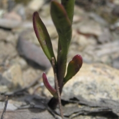 Lobelia gibbosa at Yass River, NSW - 18 Jan 2021