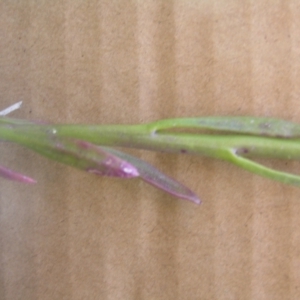 Lobelia gibbosa at Yass River, NSW - 18 Jan 2021