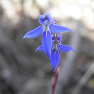 Lobelia gibbosa at Yass River, NSW - 18 Jan 2021