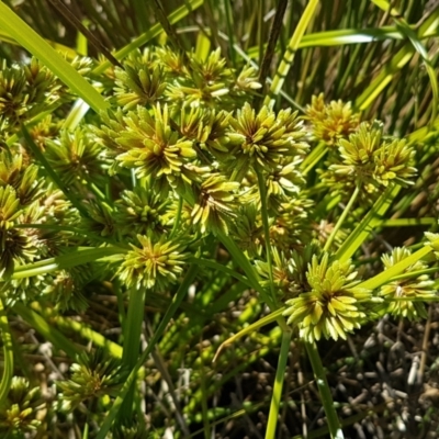 Cyperus eragrostis (Umbrella Sedge) at Budjan Galindji (Franklin Grassland) Reserve - 18 Jan 2021 by trevorpreston