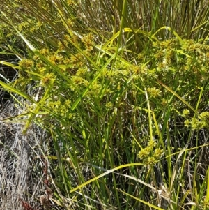 Cyperus eragrostis at Harrison, ACT - 18 Jan 2021