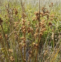 Juncus (genus) (A Rush) at Harrison, ACT - 18 Jan 2021 by trevorpreston