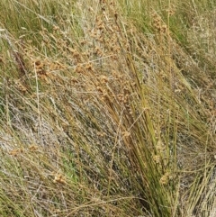 Juncus sp. at Harrison, ACT - 18 Jan 2021