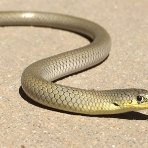 Delma inornata at Yass River, NSW - 16 Jan 2021