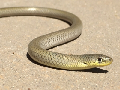 Delma inornata (Olive Legless-lizard) at Yass River, NSW - 16 Jan 2021 by JonLewis