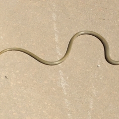 Delma inornata at Yass River, NSW - 16 Jan 2021